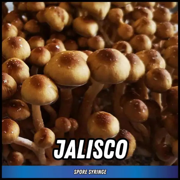 Jalisco Magic Truffle Spore Syringes
