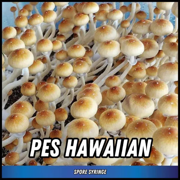 PES Hawaiian Spore Syringes