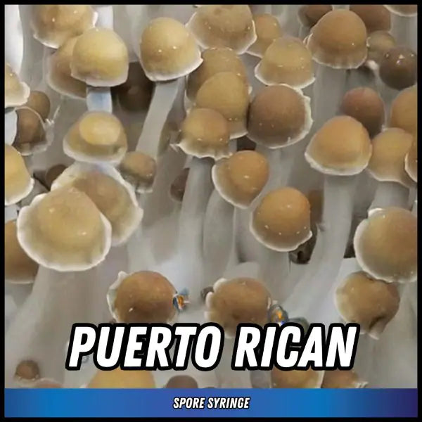 Puerto Rican Spore Syringes
