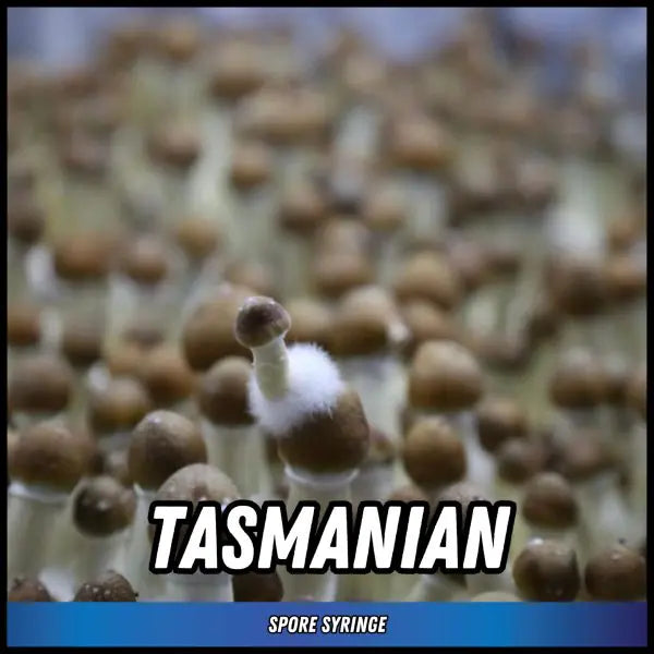 Tasmanian Spore Syringes