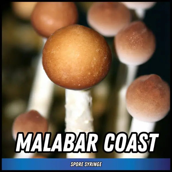 Malabar Coast Spore Syringes