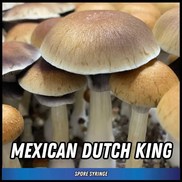 Mexican Dutch King Spore Syringes
