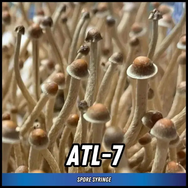 ATL-7 Magic Truffle Spore Syringes
