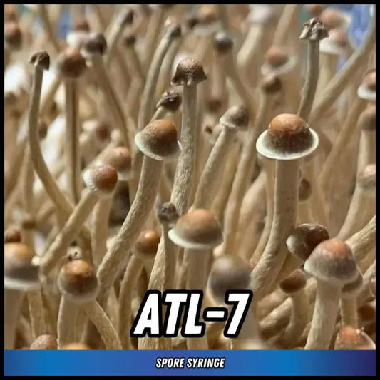 ATL-7 Magic Truffle Spore Syringes