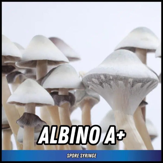 Albino A+ Spore Syringes