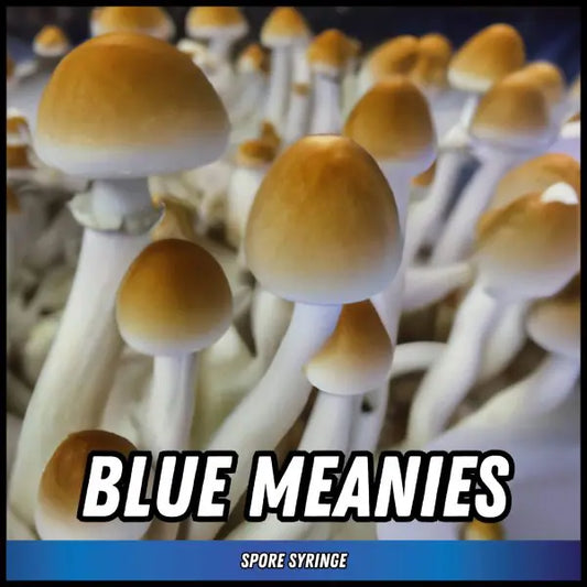 Blue Meanies Spore Syringes