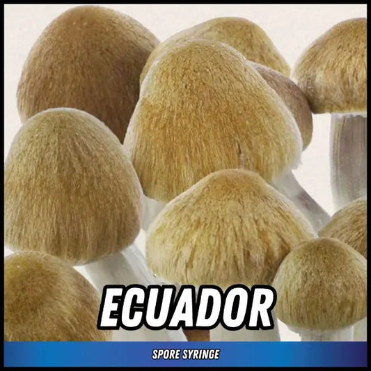 Ecuador Spore Syringes