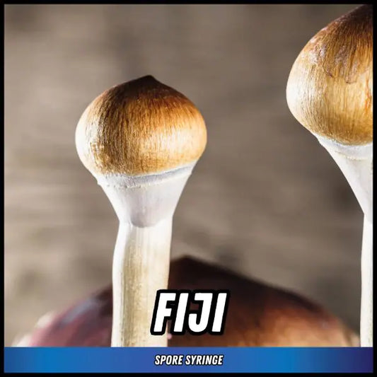 Fiji Spore Syringes