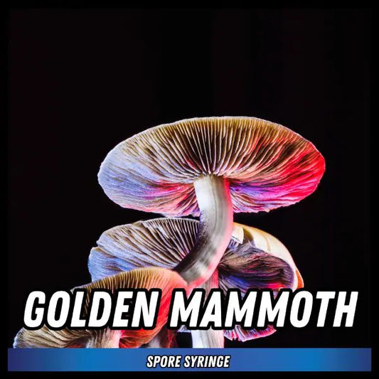 Golden Mammoth Spore Syringes