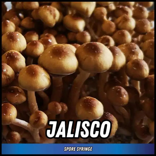 Jalisco Magic Truffle Spore Syringes