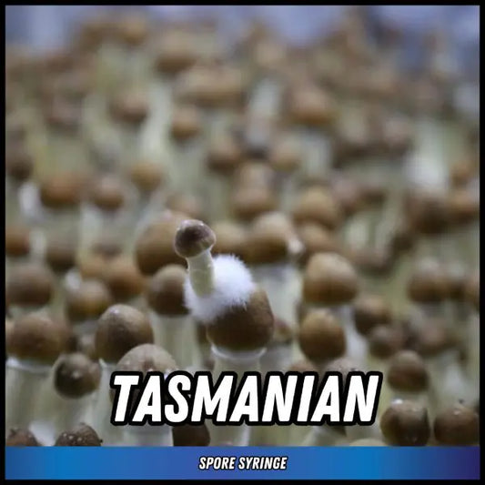 Tasmanian Spore Syringes