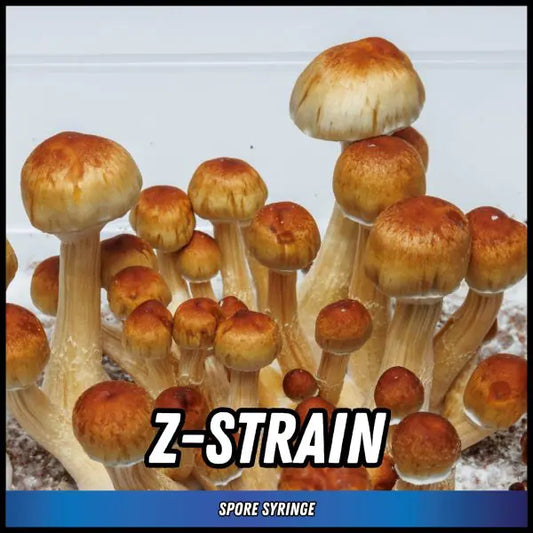 Z-Strain Spore Syringes