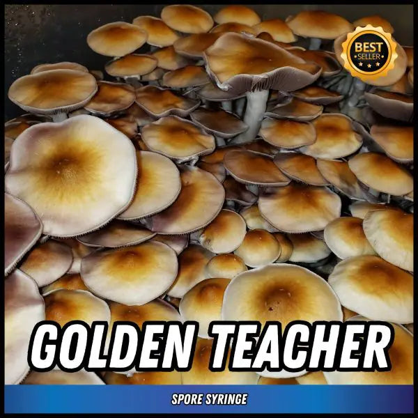 Golden Teacher Spore Syringe